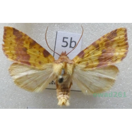 Xanthia togata (Esper, 1788) Ozimica ochrówka Czech5b